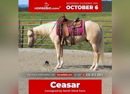American Quarter Horse, Wallach, 4 Jahre, 152 cm, Palomino