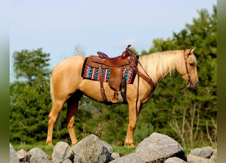 American Quarter Horse, Wallach, 4 Jahre, 152 cm, Palomino