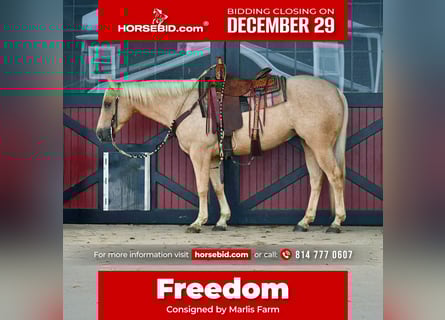 American Quarter Horse, Wallach, 4 Jahre, 152 cm, Palomino