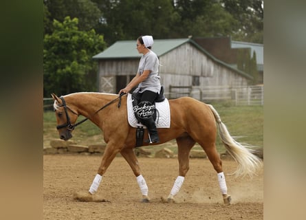 American Quarter Horse, Wallach, 4 Jahre, 152 cm, Palomino