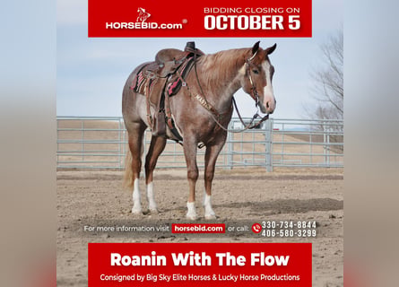 American Quarter Horse, Wallach, 4 Jahre, 152 cm, Roan-Red