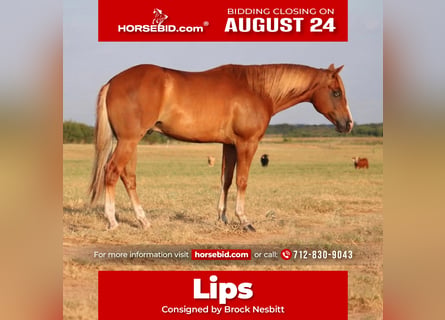 American Quarter Horse, Wallach, 4 Jahre, 152 cm, Rotfuchs