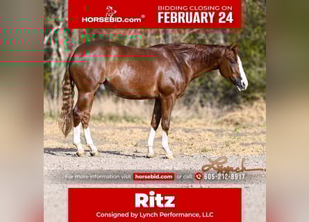 American Quarter Horse, Wallach, 4 Jahre, 152 cm, Rotfuchs
