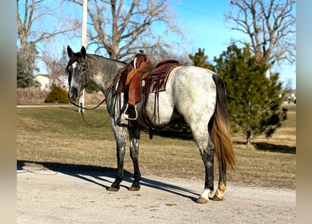 American Quarter Horse, Wallach, 4 Jahre, 152 cm, Schimmel