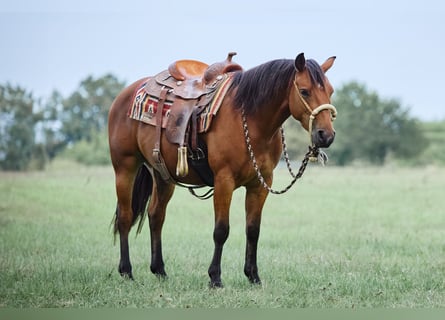 American Quarter Horse, Wallach, 4 Jahre, 153 cm, Brauner