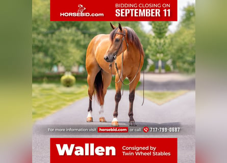 American Quarter Horse, Wallach, 4 Jahre, 155 cm, Buckskin