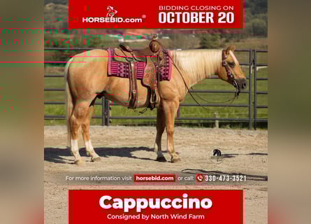 American Quarter Horse, Wallach, 4 Jahre, 155 cm, Palomino