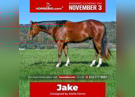 American Quarter Horse, Wallach, 4 Jahre, 155 cm, Roan-Bay