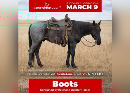 American Quarter Horse, Wallach, 4 Jahre, 155 cm, Roan-Blue