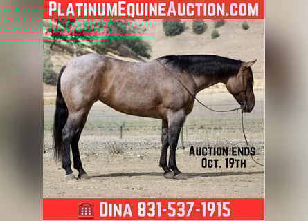 American Quarter Horse, Wallach, 4 Jahre, 155 cm, Roan-Blue