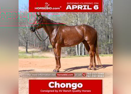 American Quarter Horse, Wallach, 4 Jahre, 155 cm, Roan-Red