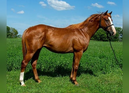 American Quarter Horse, Wallach, 4 Jahre, 155 cm, Rotbrauner