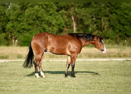 American Quarter Horse, Wallach, 4 Jahre, 155 cm, Rotbrauner