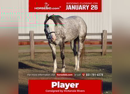 American Quarter Horse, Wallach, 4 Jahre, 155 cm, Schimmel