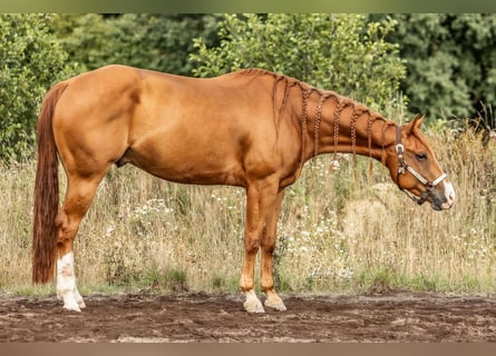American Quarter Horse, Wallach, 4 Jahre, 156 cm, Fuchs
