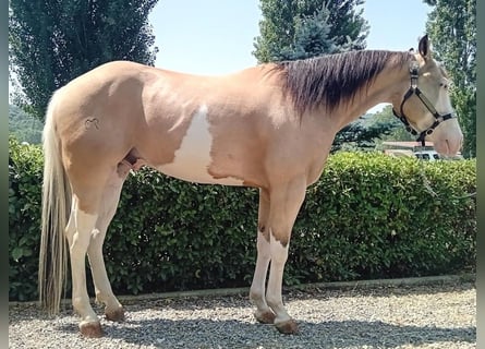 American Quarter Horse, Wallach, 4 Jahre, 156 cm, Overo-alle-Farben
