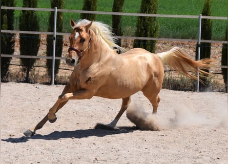 American Quarter Horse, Wallach, 4 Jahre, 156 cm, Palomino