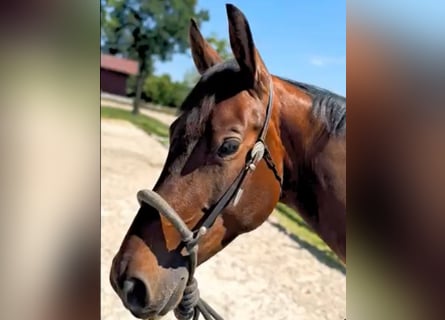 American Quarter Horse, Wallach, 4 Jahre, 157 cm, Brauner