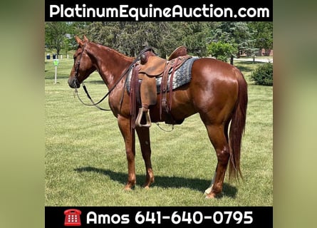 American Quarter Horse, Wallach, 4 Jahre, 157 cm, Dunkelfuchs