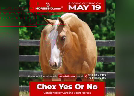 American Quarter Horse, Wallach, 4 Jahre, 157 cm, Palomino