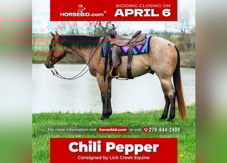 American Quarter Horse, Wallach, 4 Jahre, 157 cm, Roan-Bay