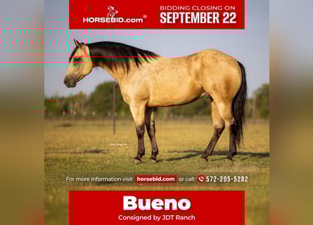 American Quarter Horse, Wallach, 4 Jahre, 160 cm, Buckskin