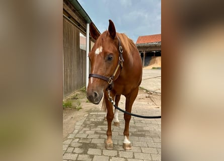 American Quarter Horse, Wallach, 4 Jahre, 160 cm, Fuchs