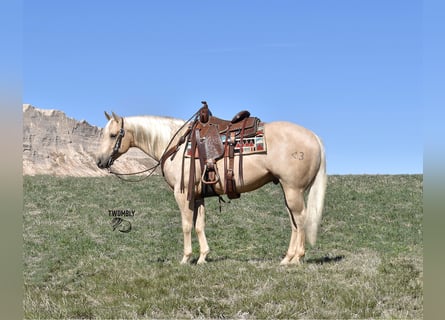 American Quarter Horse, Wallach, 4 Jahre, 160 cm, Palomino