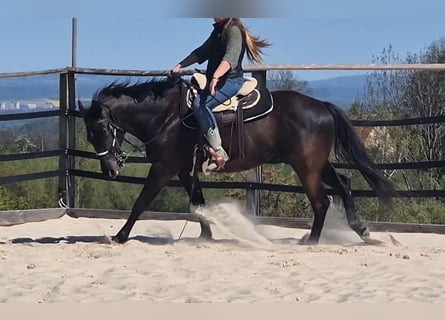 American Quarter Horse, Wallach, 4 Jahre, 160 cm, Rappe