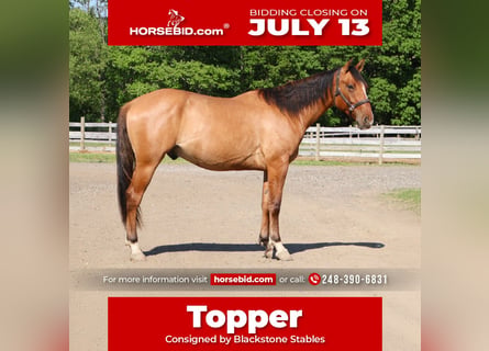 American Quarter Horse, Wallach, 4 Jahre, 163 cm, Falbe
