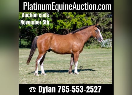 American Quarter Horse, Wallach, 4 Jahre, 163 cm, Roan-Bay