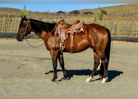 American Quarter Horse, Wallach, 4 Jahre, 163 cm, Rotbrauner