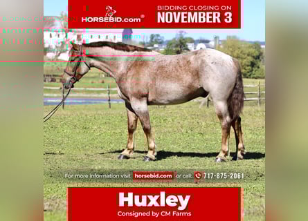 American Quarter Horse Mix, Wallach, 4 Jahre, 165 cm, Roan-Red