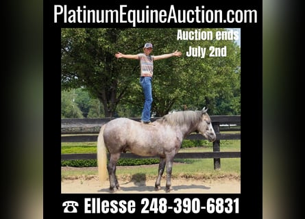 American Quarter Horse, Wallach, 4 Jahre, Apfelschimmel
