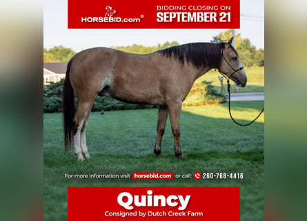 American Quarter Horse Mix, Wallach, 4 Jahre, Buckskin