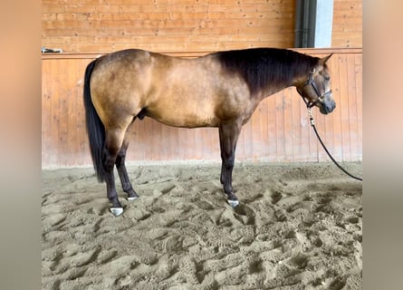 American Quarter Horse, Wallach, 4 Jahre, Buckskin