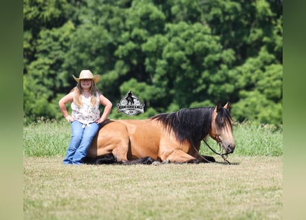 American Quarter Horse, Wallach, 4 Jahre, Buckskin