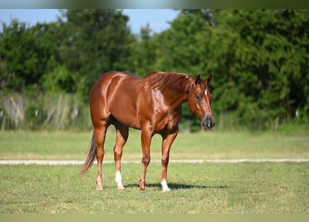 American Quarter Horse, Wallach, 4 Jahre, Dunkelfuchs