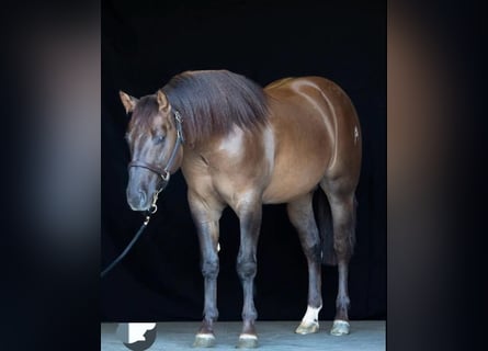 American Quarter Horse, Wallach, 4 Jahre, Dunkelfuchs