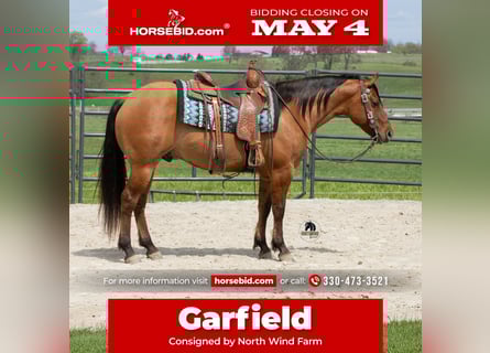 American Quarter Horse, Wallach, 4 Jahre, Falbe