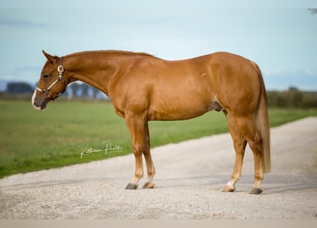 American Quarter Horse, Wallach, 4 Jahre, Fuchs
