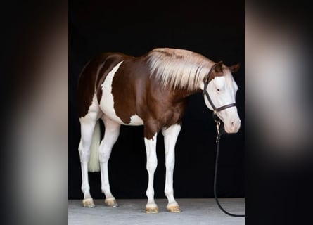 American Quarter Horse, Wallach, 4 Jahre, Overo-alle-Farben