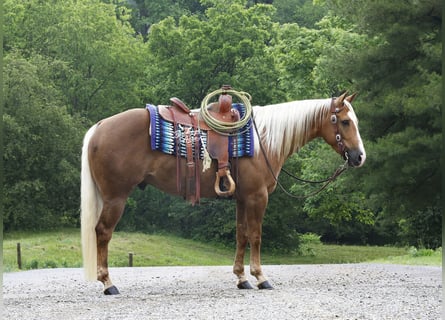 American Quarter Horse, Wallach, 4 Jahre, Palomino