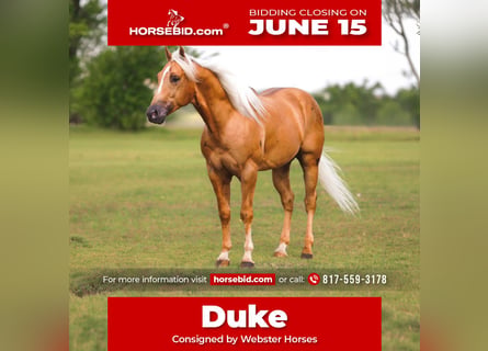 American Quarter Horse, Wallach, 4 Jahre, Palomino