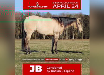 American Quarter Horse, Wallach, 4 Jahre