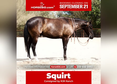 American Quarter Horse, Wallach, 4 Jahre, Rappe