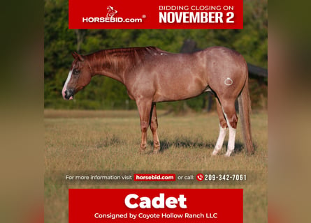 American Quarter Horse, Wallach, 4 Jahre, Roan-Red