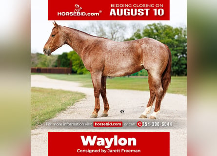 American Quarter Horse, Wallach, 4 Jahre, Roan-Red