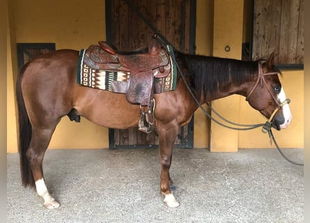 American Quarter Horse, Wallach, 4 Jahre, Rotbrauner