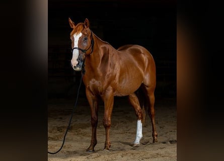 American Quarter Horse, Wallach, 4 Jahre, Rotbrauner